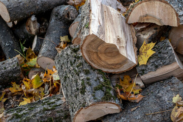 Woodpile in the sun in autumn. Yellow leaves in the autumn forest. Chopped firewood is in random order. Firewood for a picnic in a pile.  Grill wood. Firewood is finely split.