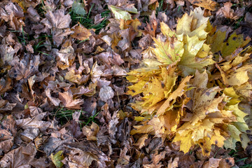 Dead leaves lie on the ground. Fallen leaves lie on the ground in autumn, close-up. Dry yellow leaves have fallen from the trees to the ground, top view.
