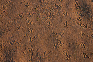 Huellas de ave sobre la arena 