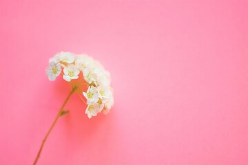 White chamomile on a vivid pink table, copy space