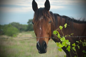 portrait of a horse