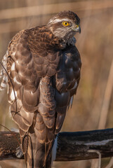 Young Eurasian Sparrowhawk (Accipiter nisus) resting in the sun perched on a branch.