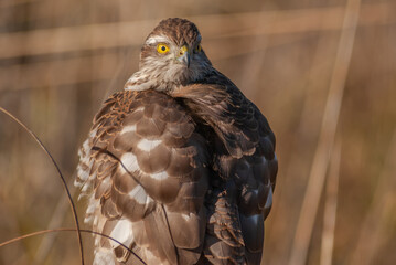 Young Eurasian Sparrowhawk (Accipiter nisus) resting in the sun perched on a branch.