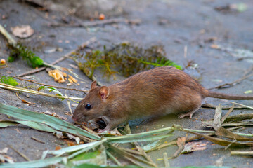 squirrel in the forest