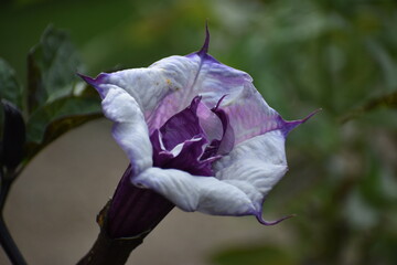 Violet flower