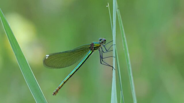 Weibchen der Blaufl&uuml;gel-Prachtlibelle (Calopteryx virgo) an einem Grashalm