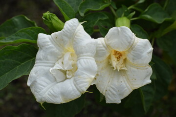 White flowers
