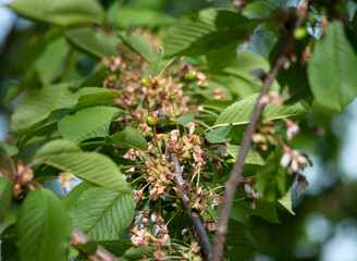 Cherry buds in close-up. Cherry tree after flowering in spring with fruit buds.