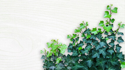 木目背景とグリーン