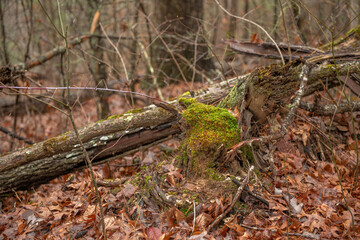 Rotting tree in Tennessee forest