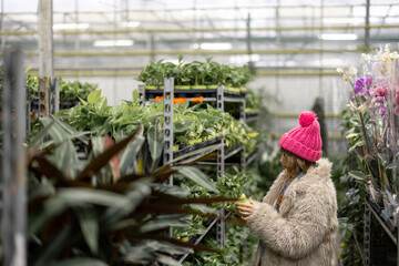 Woman chooses some poted plants at floral shop during a winter time. Woman shopping for a winter holidays