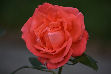 Pink flower