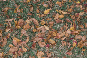 Dead Crepe Myrtle leaves scattered across a lawn during the fall Season in Houston, TX. Lawn care yard maintenance concept.