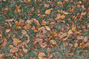 Dead Crepe Myrtle leaves scattered across a lawn during the fall Season in Houston, TX. Lawn care yard maintenance concept.
