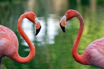 Pink flamingo couple romance