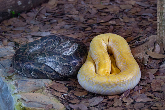 Albino and common python snakes (Python bivittatus) side by side in selective focus