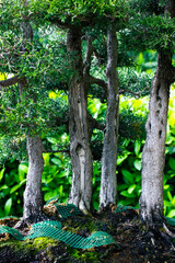 Tree trunks of bonsai trees on green background. Cultivation of dwarf tree in the woods, forest in sunny day. Cultivated plants in a botanical garden in China, Japan. Geo mat, mesh to strengthen soils