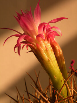Trichocereus cactus