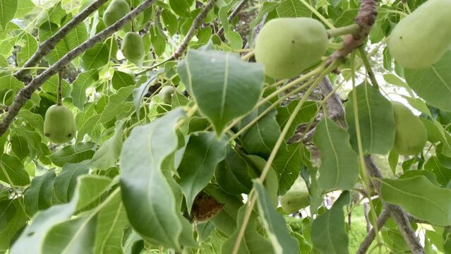 Marula tree with green Marula fruit