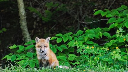 During springtime, a fox sits on the edge of a forest in Cape Bretion, NS, Canada