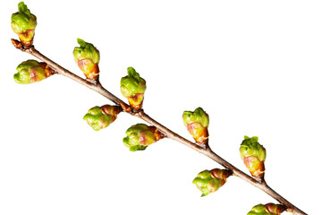 Opening spring young leaves of a tree from the buds