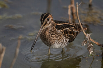 Wilson's Snipe Pauses While Hunting for Food in the Marsh