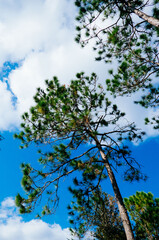 Beautiful pine trees and white cloud in the winter of Florida