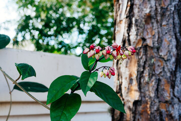 Clerodendrum thomsoniae flower in garden