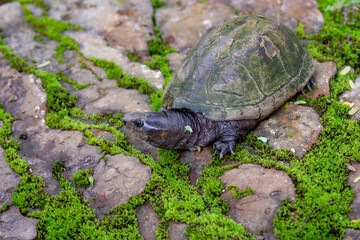 Rare tortoise known as 
