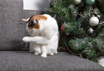 A white cat with black and red spots on its back and head sits and licks its paw on the sofa next to the Christmas tree, New Year's cozy atmosphere