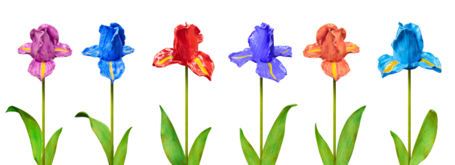 Beautiful  colourful sword iris composition with flower replicas.