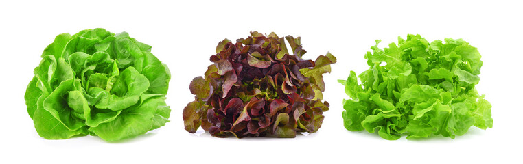 Fresh organic lettuce isolated on white background.