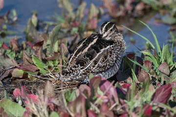 Wilson's Snipe Resting on the Shoreline