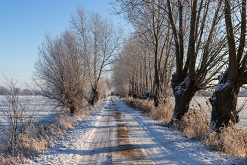 Road with willows in winter scenery