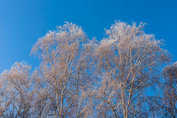 Fototapeta na wymiar Crowns of frosted trees against the blue sky