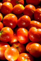 Red organic tomatoes - solanum lycopersicon