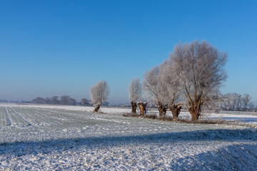 A row of snowy willows in a field