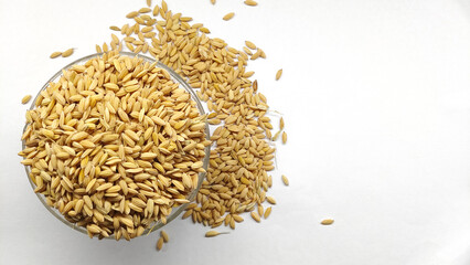 Organic paddy grains, unmilled golden rice in glass bowl isolated on white background. Jasmine rice 