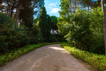 Hiking trail in the forest. Healthy lifestyle background photo.