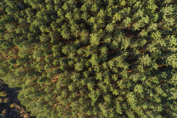 zenithal aerial drone view of a pine forest at sundown