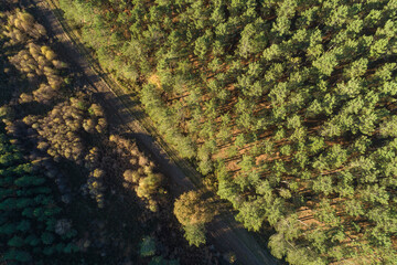 drone aerial view of a dirt runway in a pine forest at sundown