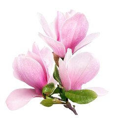 tender spring pink magnolia flowers isolated on transparent background - obrazy, fototapety, plakaty