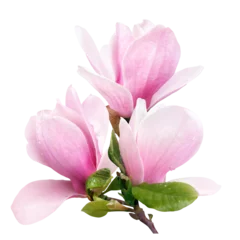 Foto op Canvas tender spring pink magnolia flowers isolated on transparent background © Tetiana