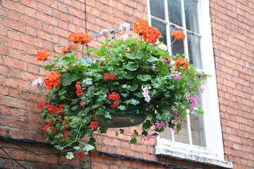 Flowering geraniums in Lincoln, England UK