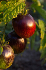 Collectible, unique fruits of black tomato varieties in a family plantation in the rays of the sun