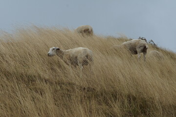 English landscape with sheep on the hill and blue sky
