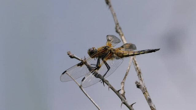Vierfleck Libelle  (Libellula quadrimaculata)