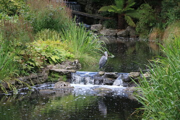 Gray heron in Hyde Park London, England United Kingdom