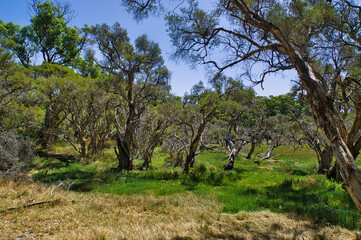 Fototapeta premium Dry, open forest with gnarled trees and an undergrowth of grass in Yalgorup National Park, close to Perth in Western Australia 
