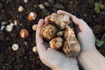 hands holding daffodil bulbs before planting in the ground - obrazy, fototapety, plakaty